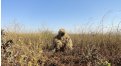 Маскировочный халат Taganrog Друид – купить по цене 3500 руб. в интернет-магазине в городе Курск картинка 17